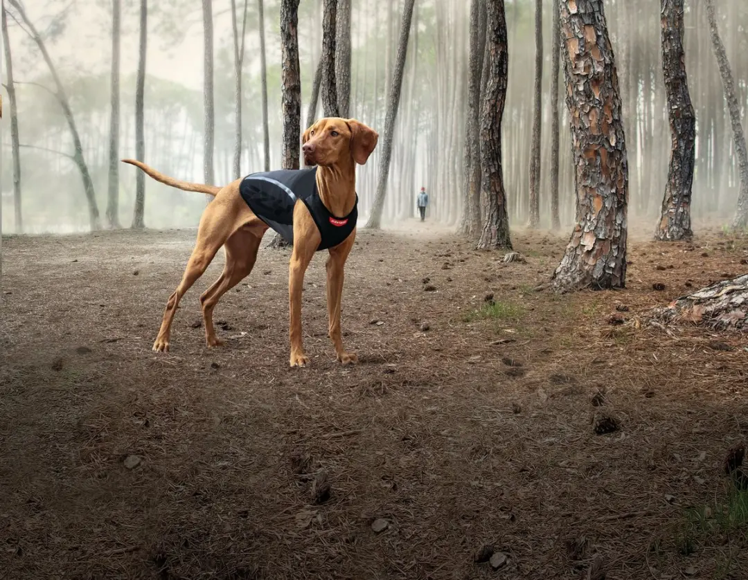 Ezydog Thermax Hondenjas M - Zwart