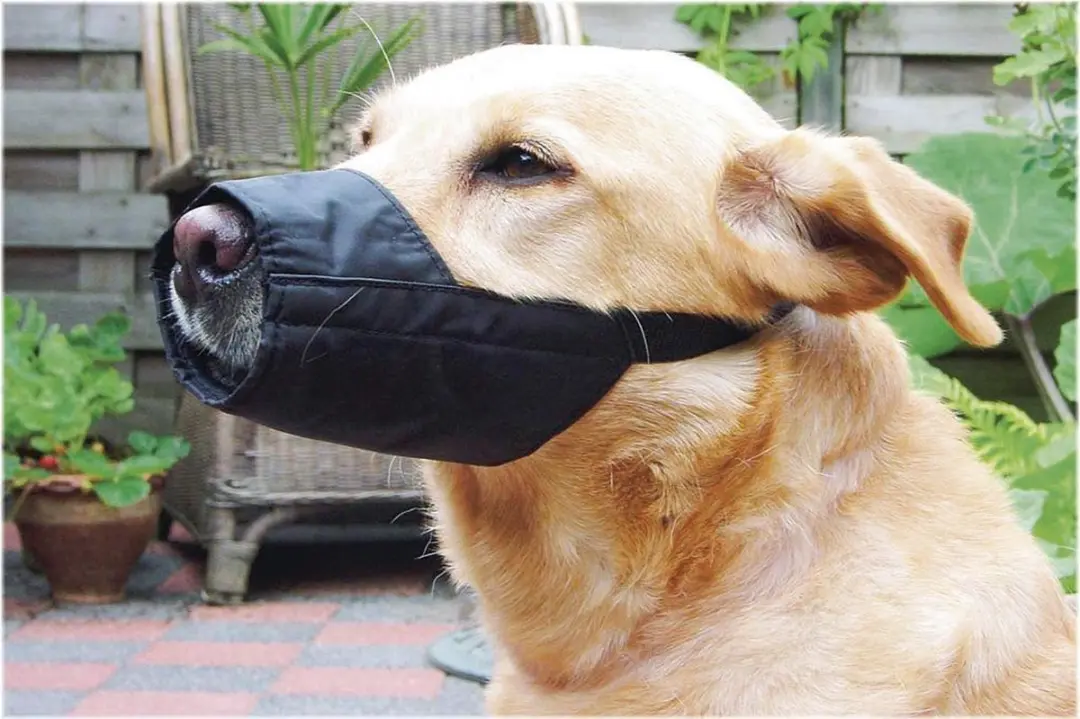 Beeztees Veiligheidsmuilband Hond L