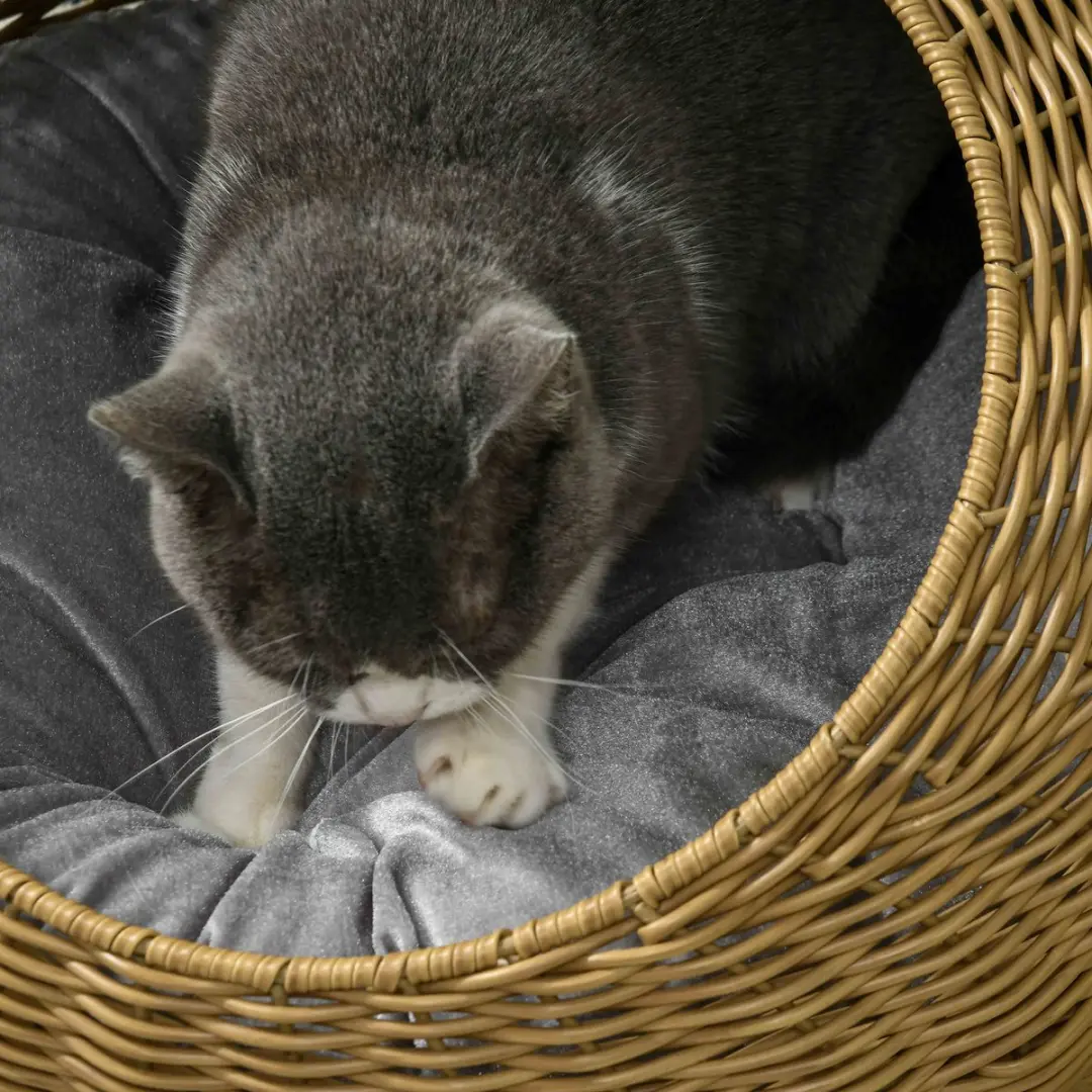Pawhut Rattan Kattenhuis Ø50x31cm - PE-Rattan - Hellbraun