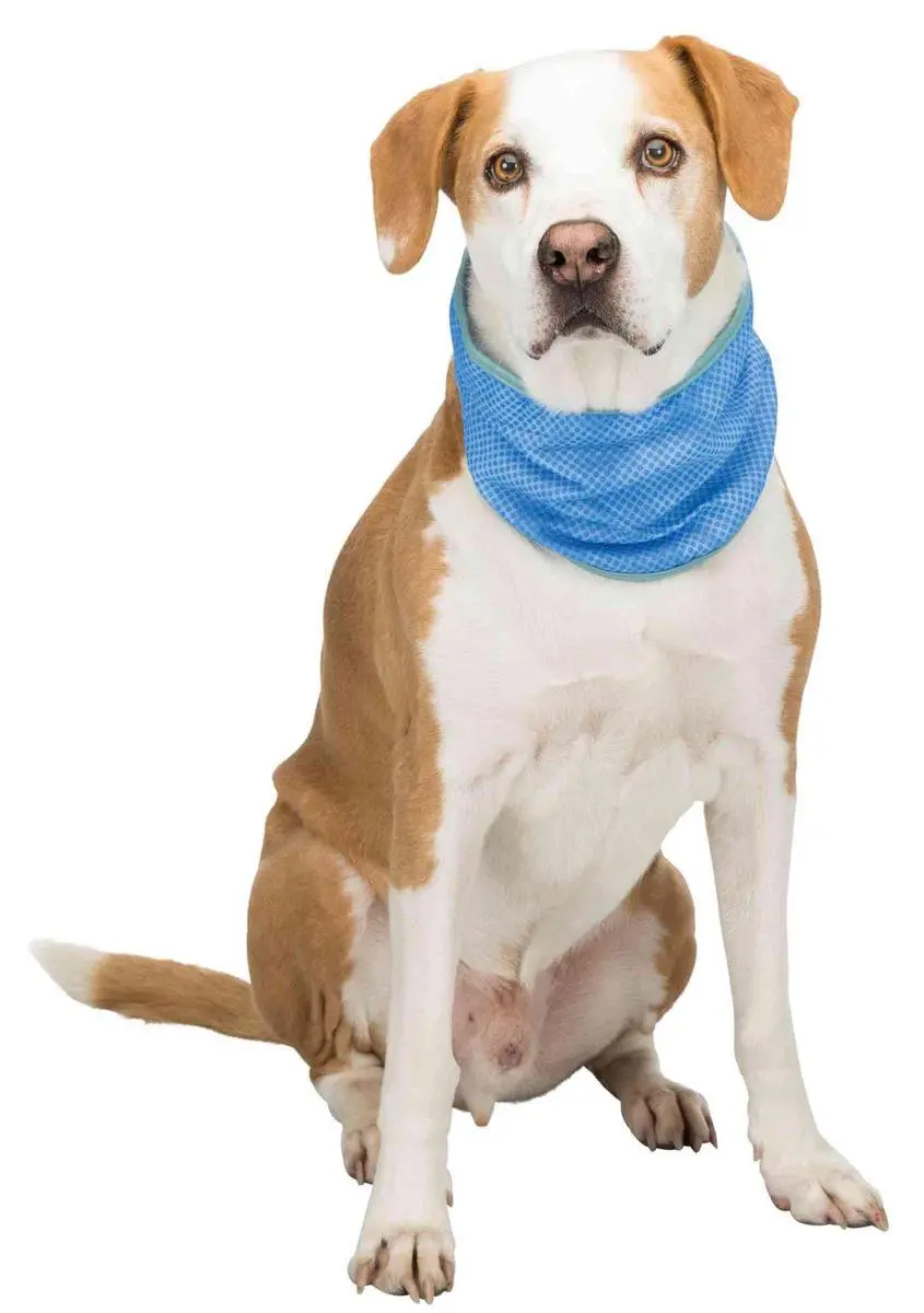 Trixie Koel Bandana