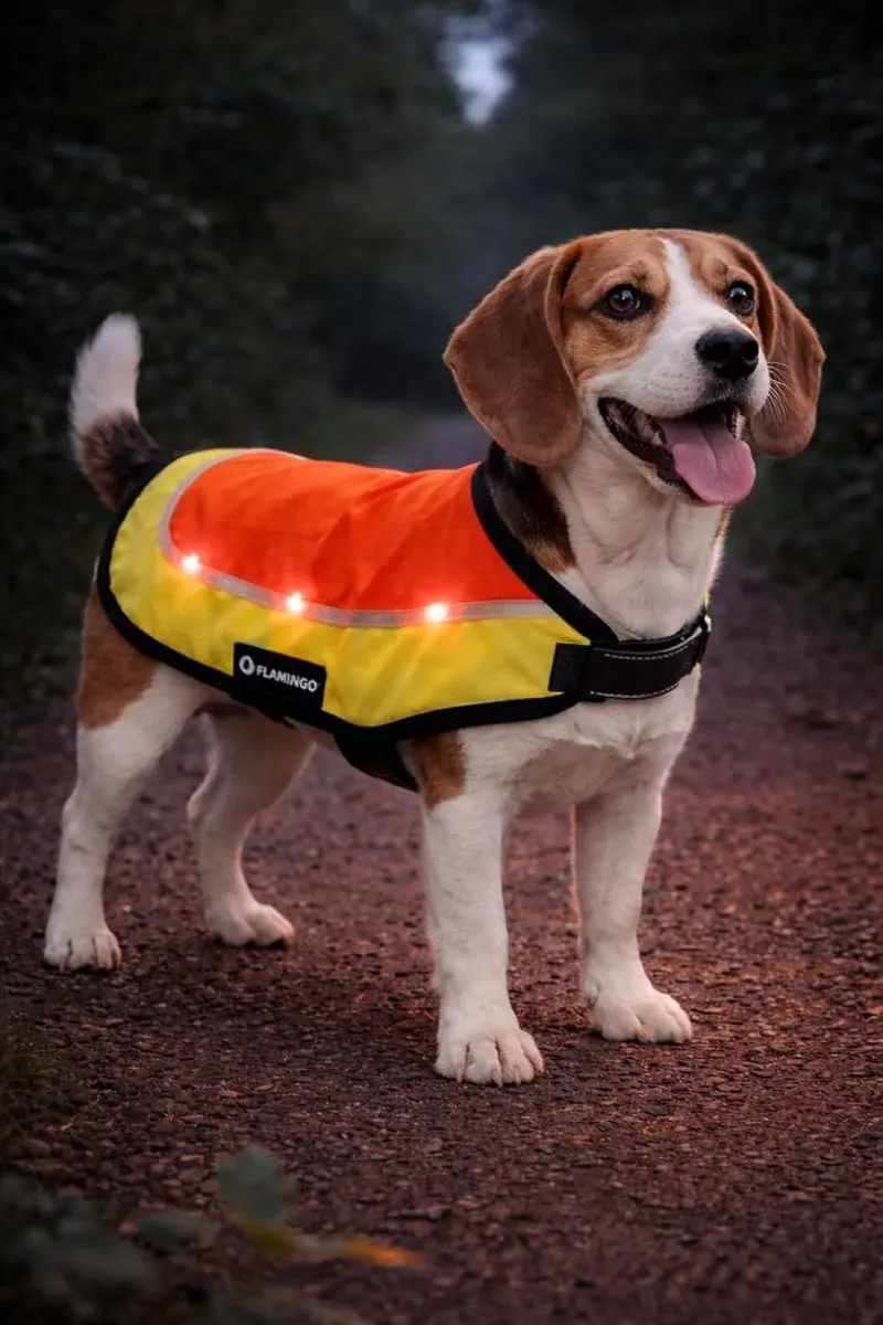 Flamingo Simi Fluo Regenjas Hond M - Oranje