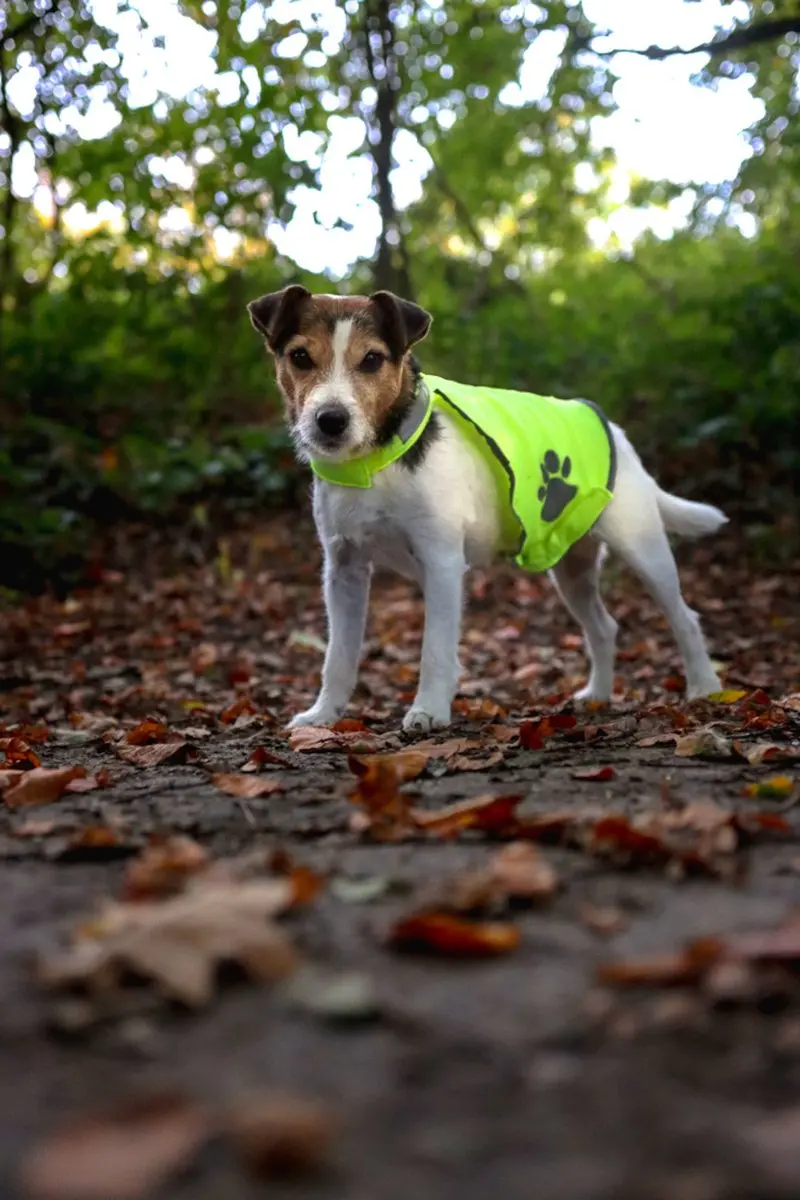 Flamingo Kattenveiligheidsvest Geel M