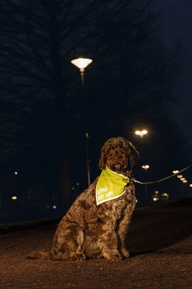 Beeztees Safety Gear Bandana Chiny Reflecterend - Maat L