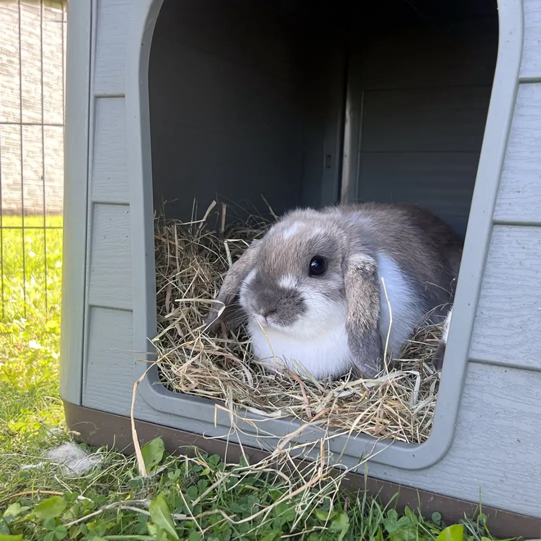 Duvo Pepita 2 Hondenhok - 65x46x48cm - Bruin/Groen