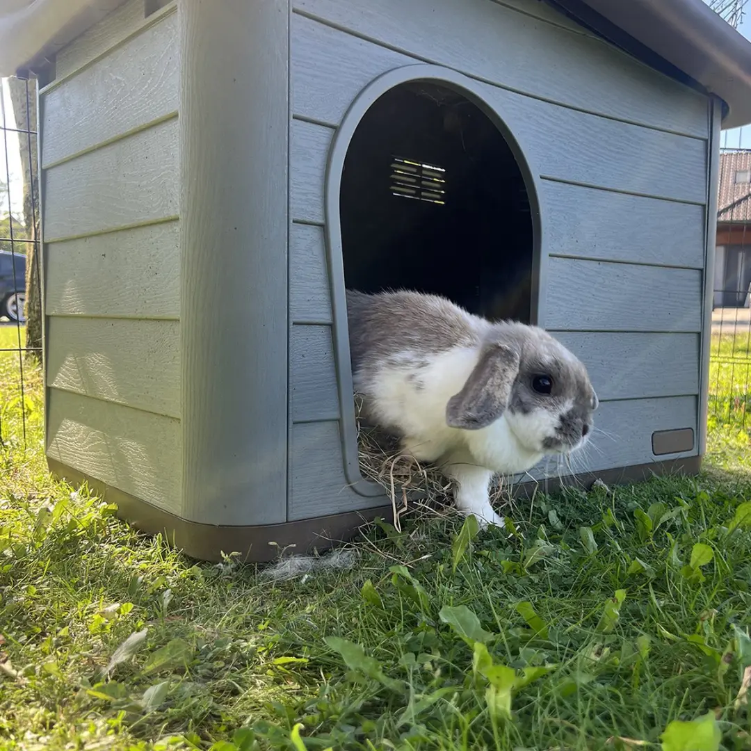 Duvo Pepita 2 Hondenhok - 65x46x48cm - Bruin/Groen