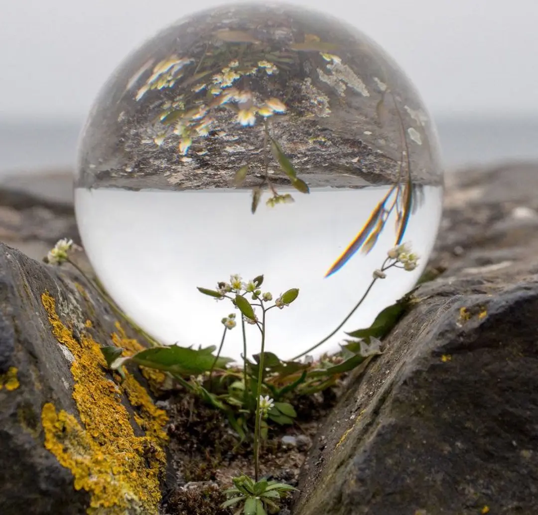 Caruba Lensball 60mm - Transparant