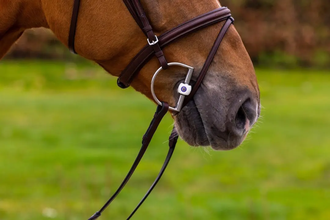 Trust Knokke Combined Noseband Hoofdstel Full - Bruin/Goud