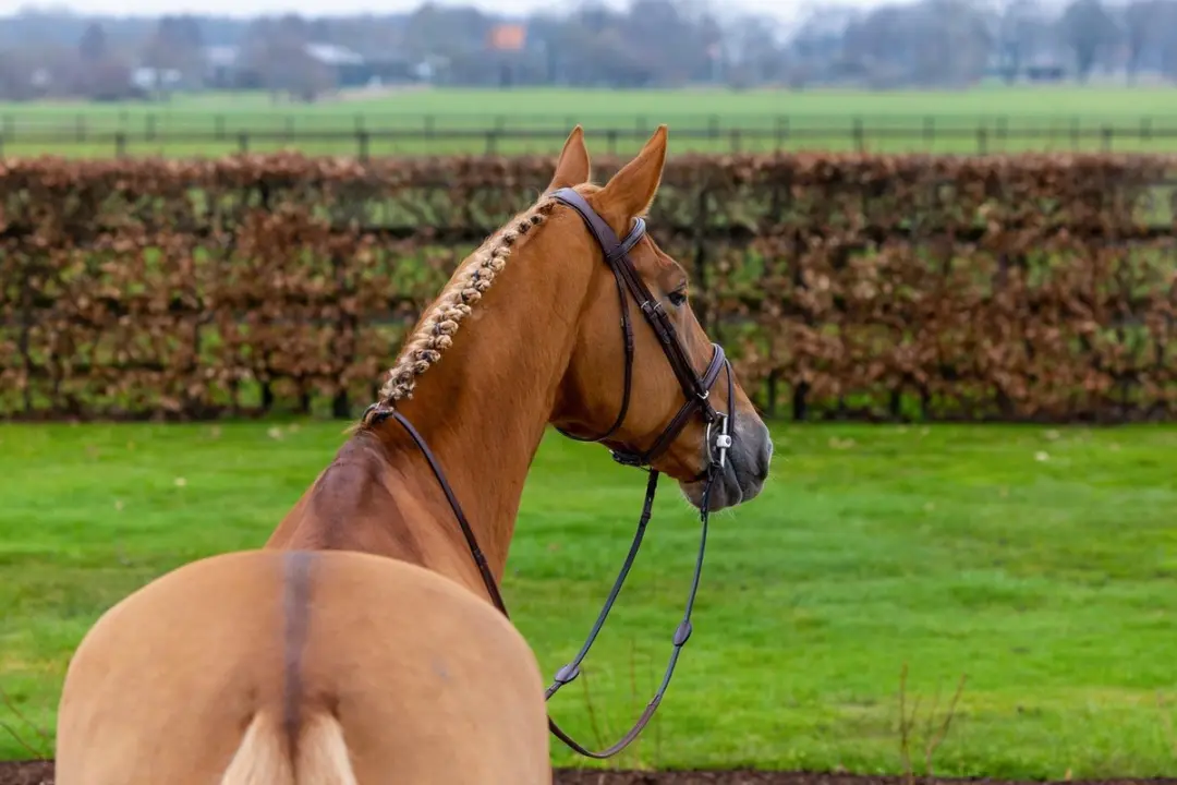 Trust Knokke Combined Noseband Hoofdstel Full - Bruin/Goud