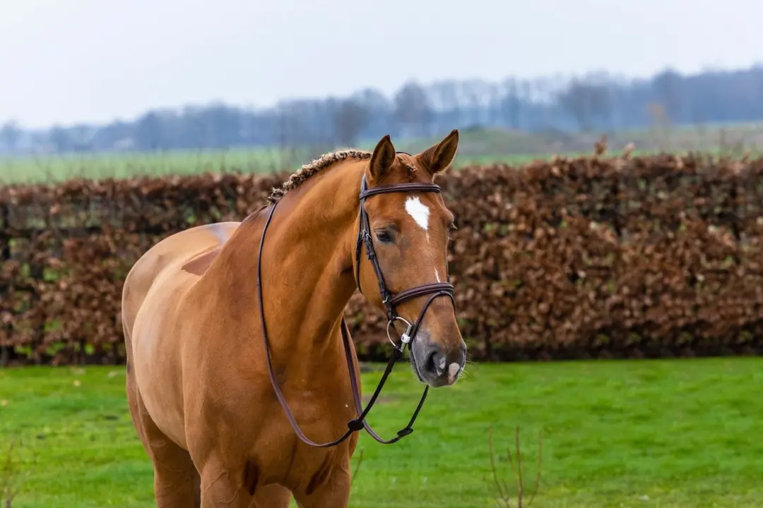 Trust Knokke Combined Noseband Hoofdstel Full - Bruin/Goud