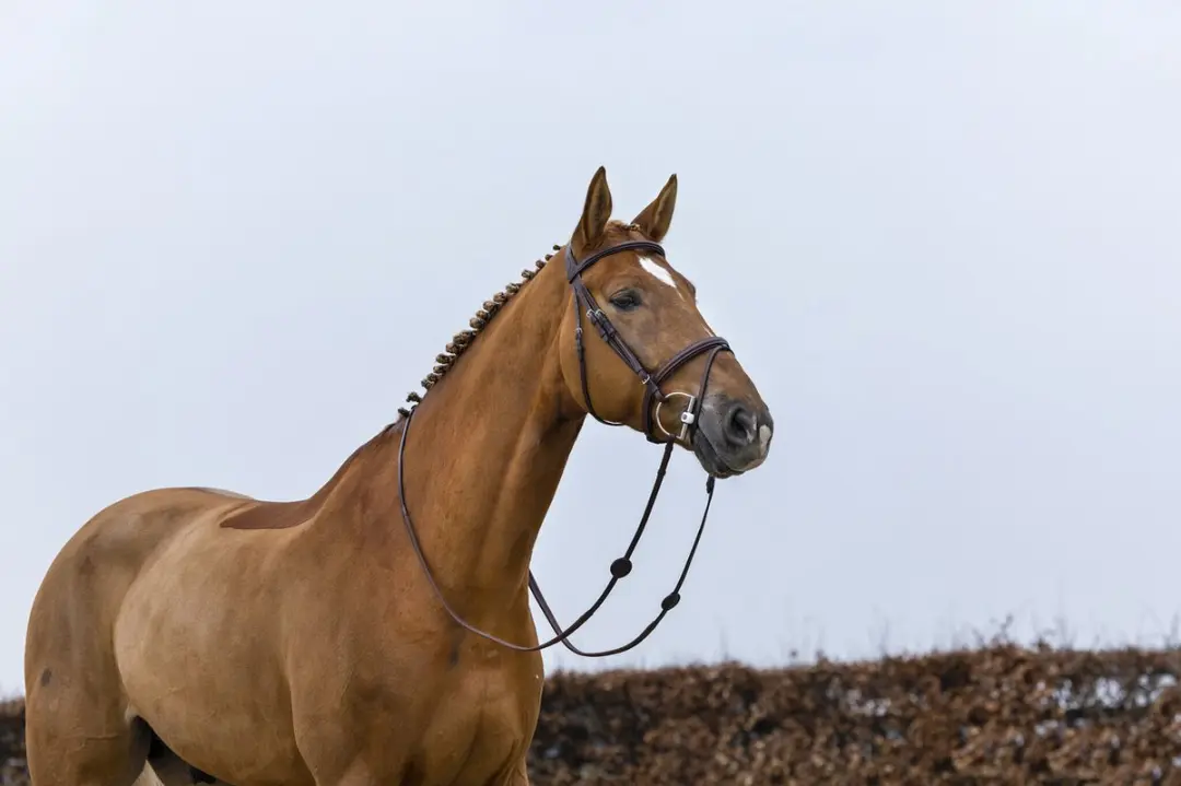 Trust Knokke Combined Noseband Hoofdstel Full