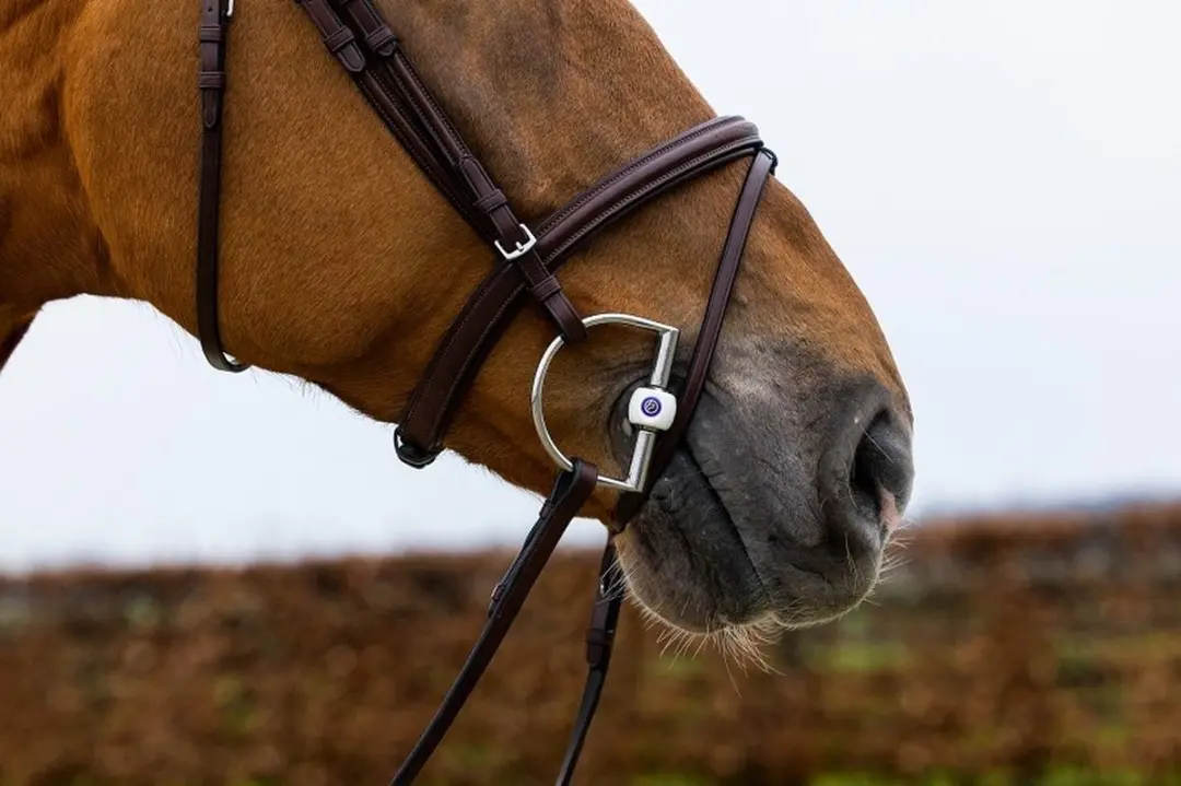 Trust Hoofdstel Knokke Classic