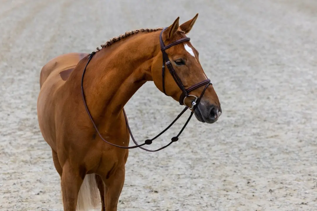 Trust Calgary Combined Noseband Hoofdstel Full