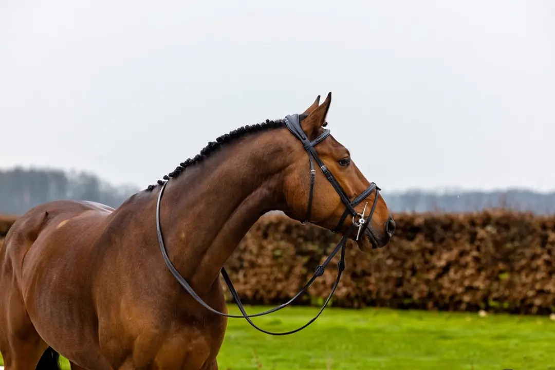 Trust Geneva Combined Noseband Hoofdstel Full - Zwart/Zilver