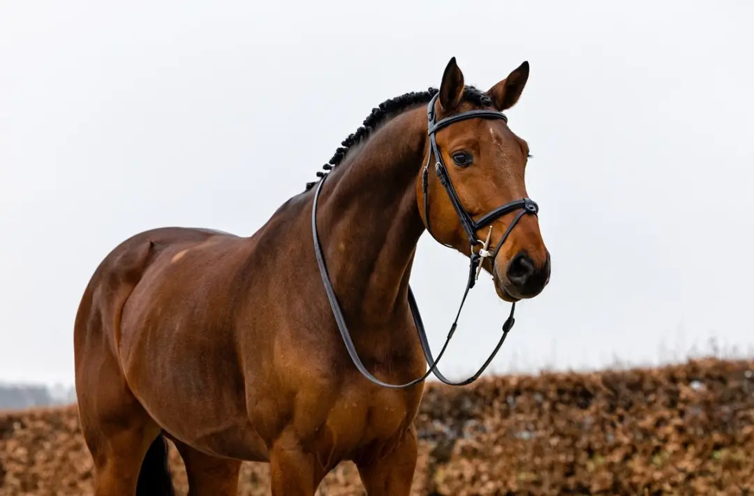 Trust Geneva Combined Noseband Hoofdstel Full - Zwart/Zilver