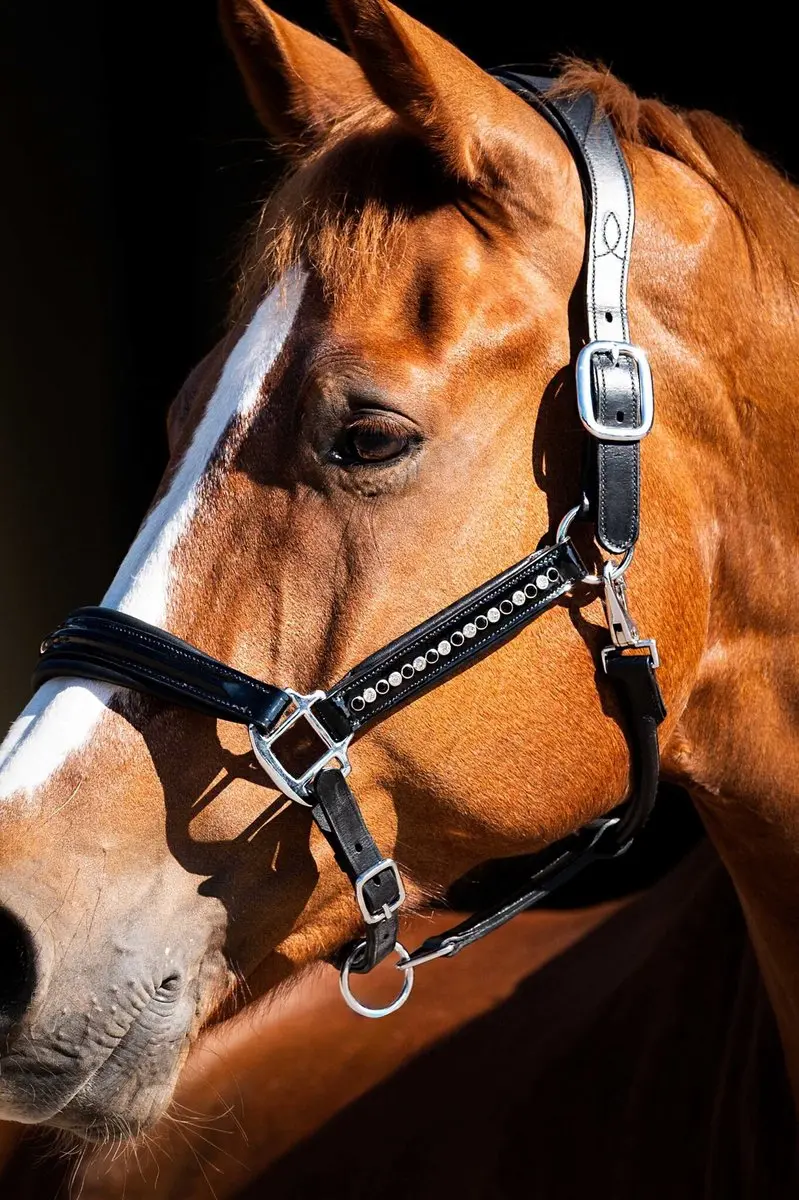 ShowTime HB Lederen Halster Rivet Swarovski - Full Zwart
