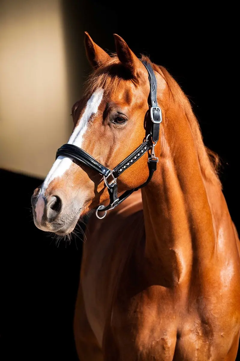 ShowTime HB Lederen Halster Rivet Swarovski - Full Zwart