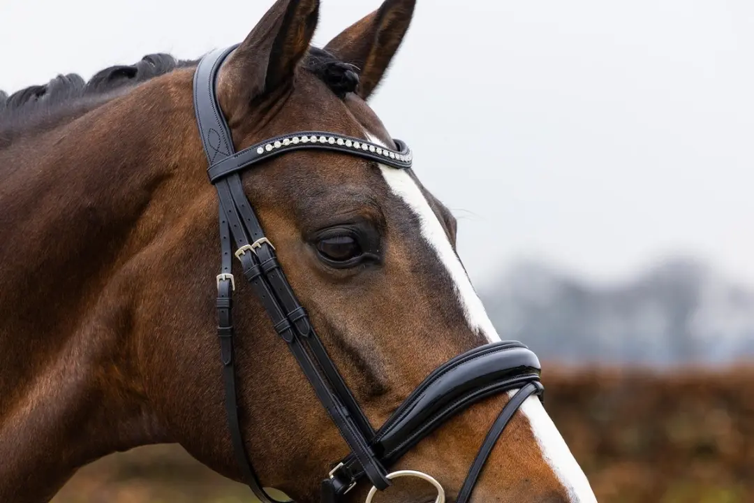 Trust Rotterdam Large Patent Crank Noseband Hoofdstel - Cob - Zwart/Zilver - afbeelding 6 van 6