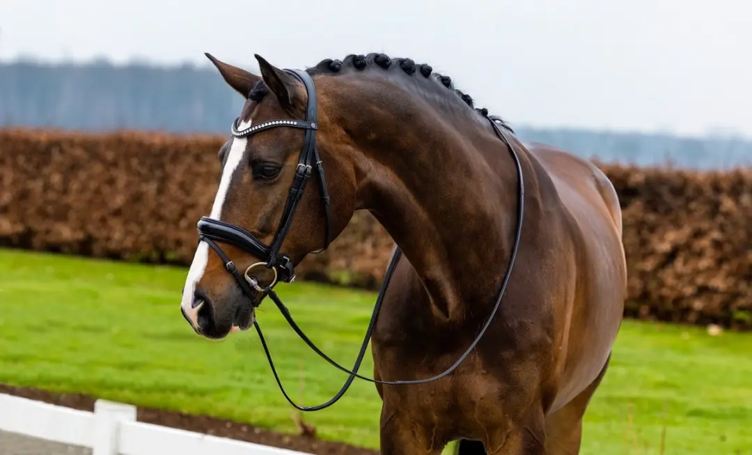 Trust Rotterdam Large Patent Crank Noseband Hoofdstel