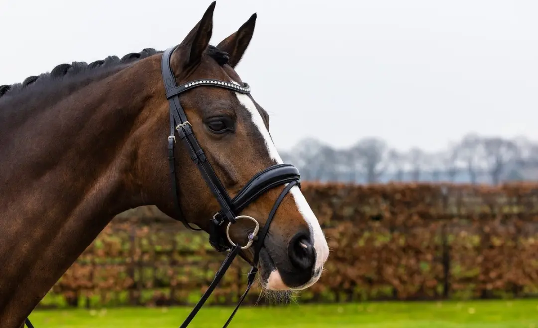 Trust Rotterdam Large Patent Crank Noseband Hoofdstel - Cob - Zwart/Zilver