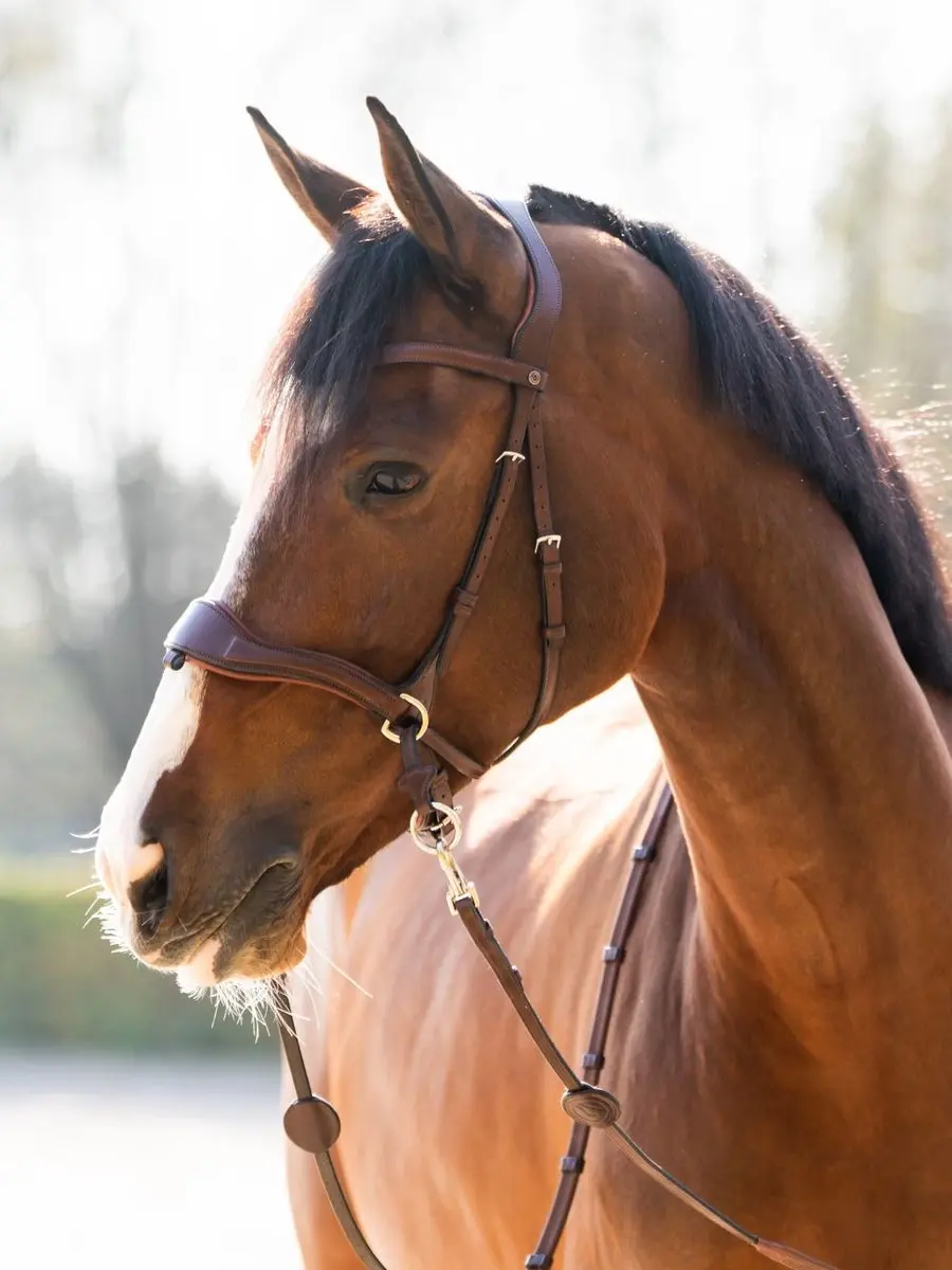 Trust Falsterbo Hoofdstel Full - Bruin - Goud