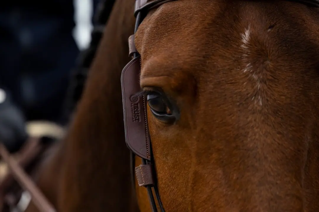 Trust Blinkers Black Full