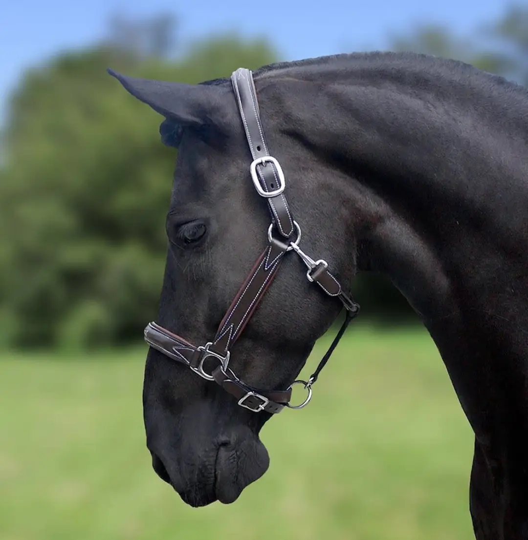 ShowTime Halster World Wide Black - Full