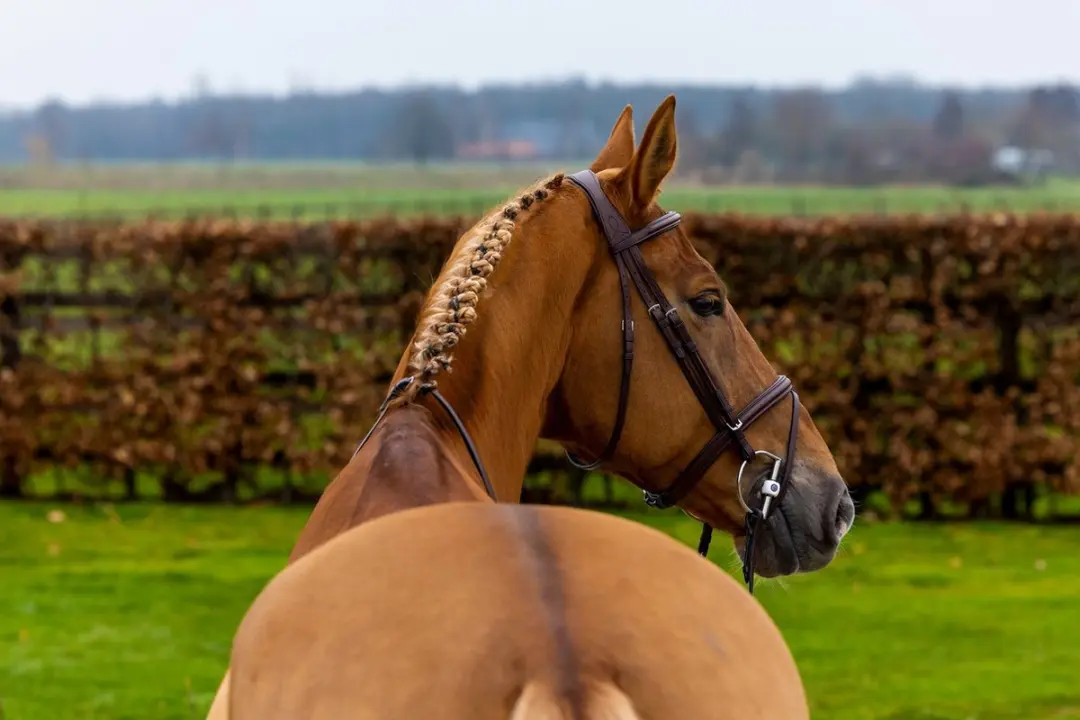 Trust Hoofdstel Knokke Classic Full - Zwart