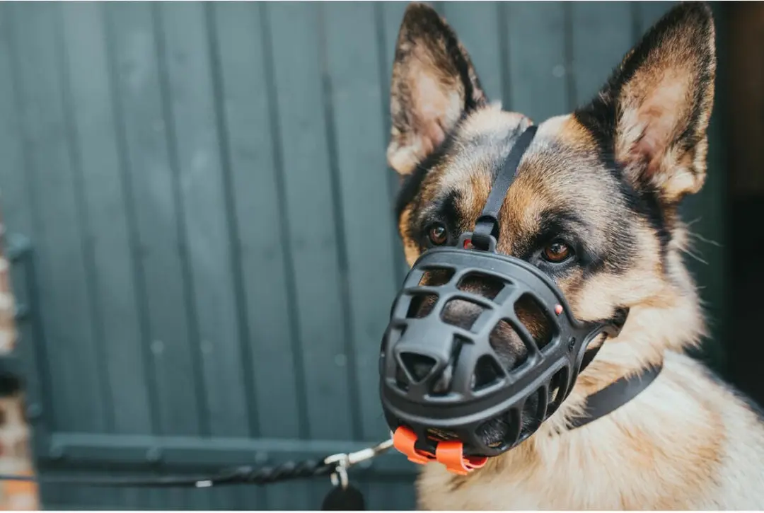 Hunter Muzzle Gloria Albury - M - Zwart