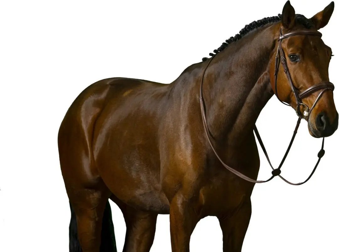 Trust Amsterdam Noseband Hoofdstel - Cob - Bruin/Goud