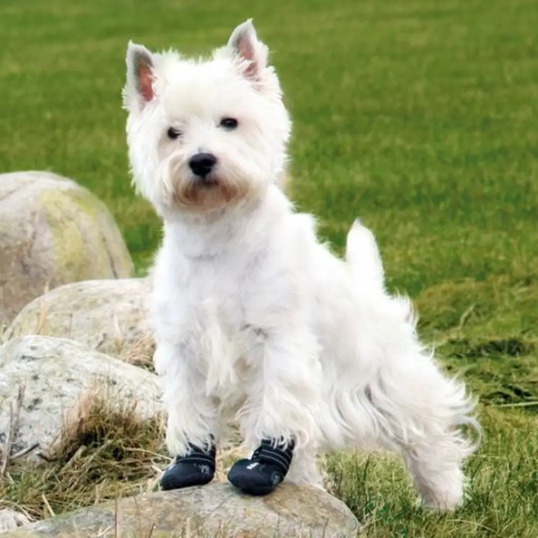 Trixie Walker Active Hondenschoenen L/XL - Zwart