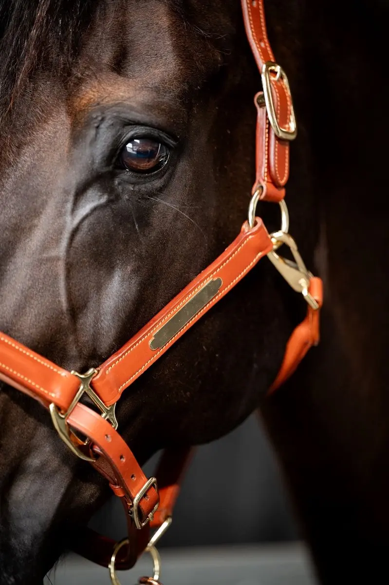 ShowTime Leren Halster Full - Zwart