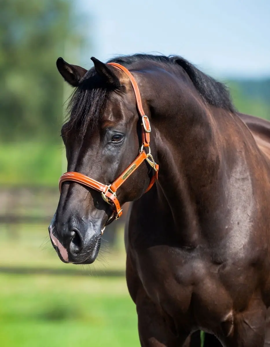 ShowTime Leren Halster Full - Zwart