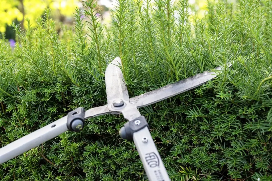 Felco 250-57 Heggenschaar - 57cm - afbeelding 2 van 3