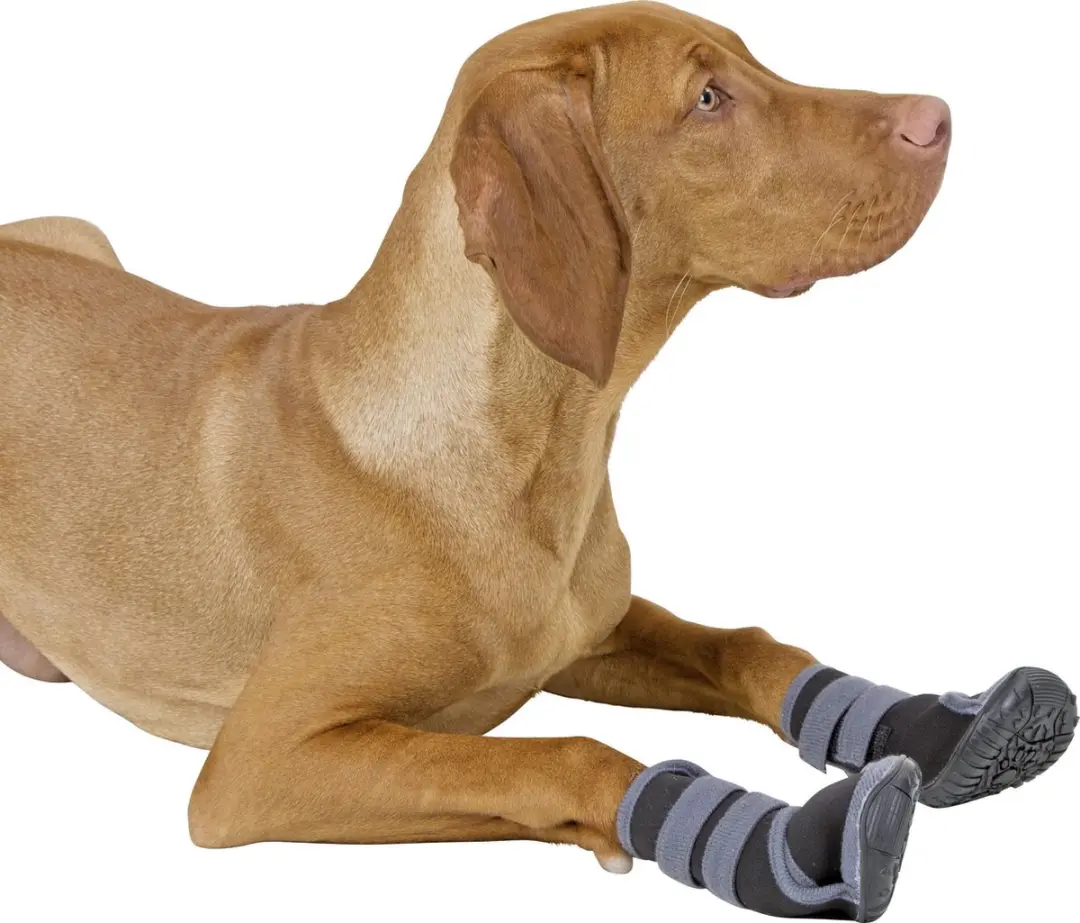 Kerbl Pootbescherming Active Hondenschoenen M - Grijs