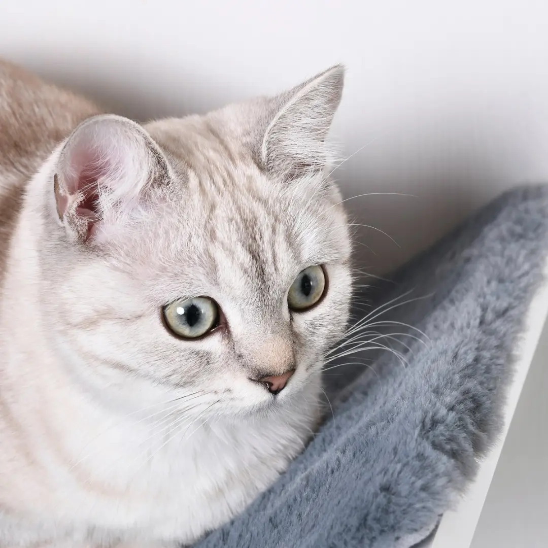 Pawhut Kattenbed D30-224 - 1 Ligplek - Wandmontage