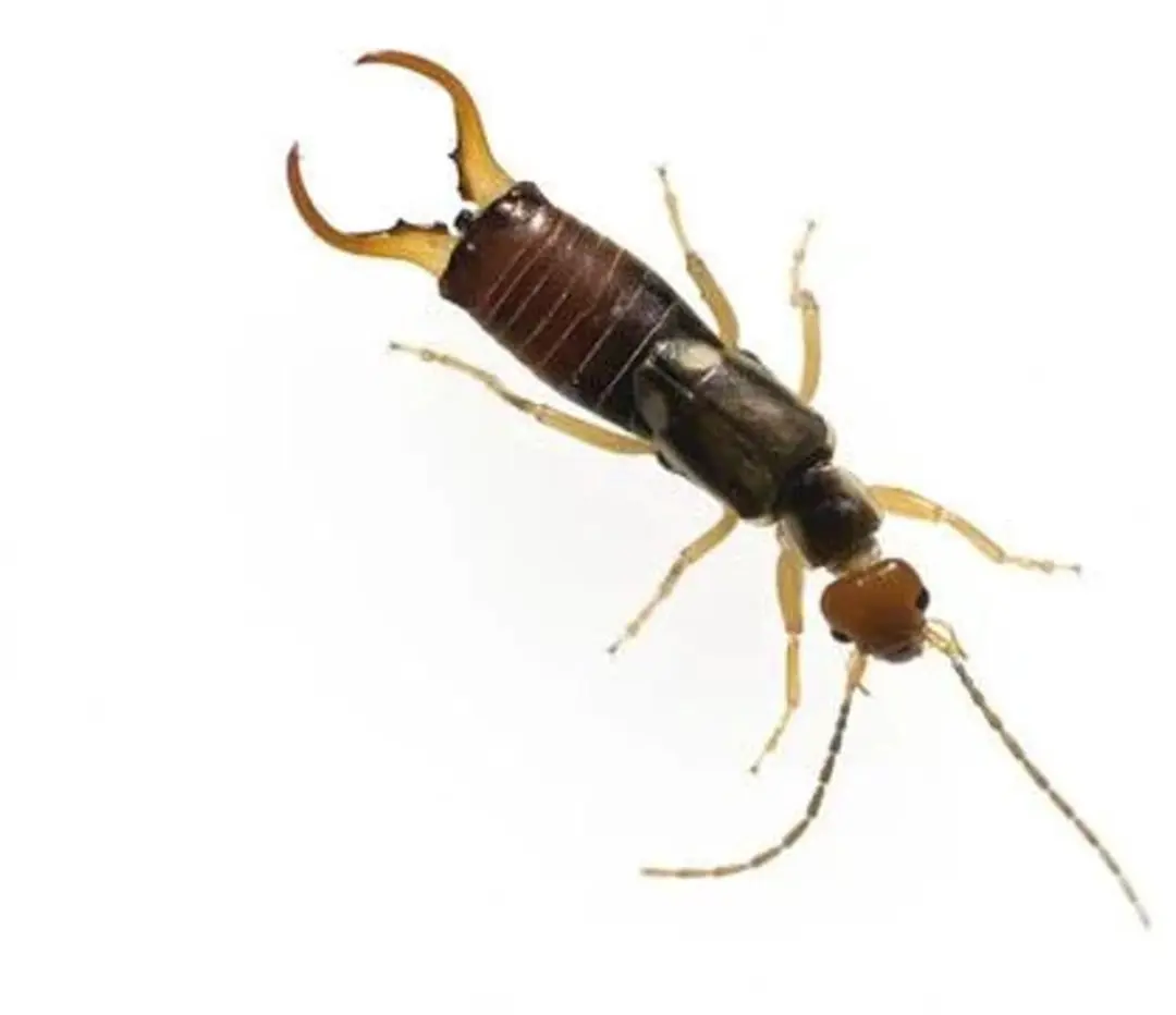 Westfalia Insectenhotel XXL - Bruin - afbeelding 4 van 5
