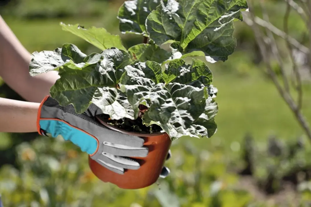 Gardena Tuinhandschoenen Maat S - Turqoise/Oranje/Grijs