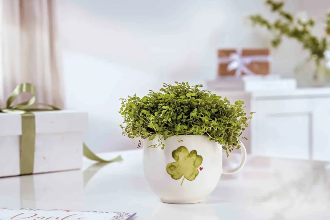 Villeroy & Boch Henkelbecher Good Luck With Love 290ml - wit-groen