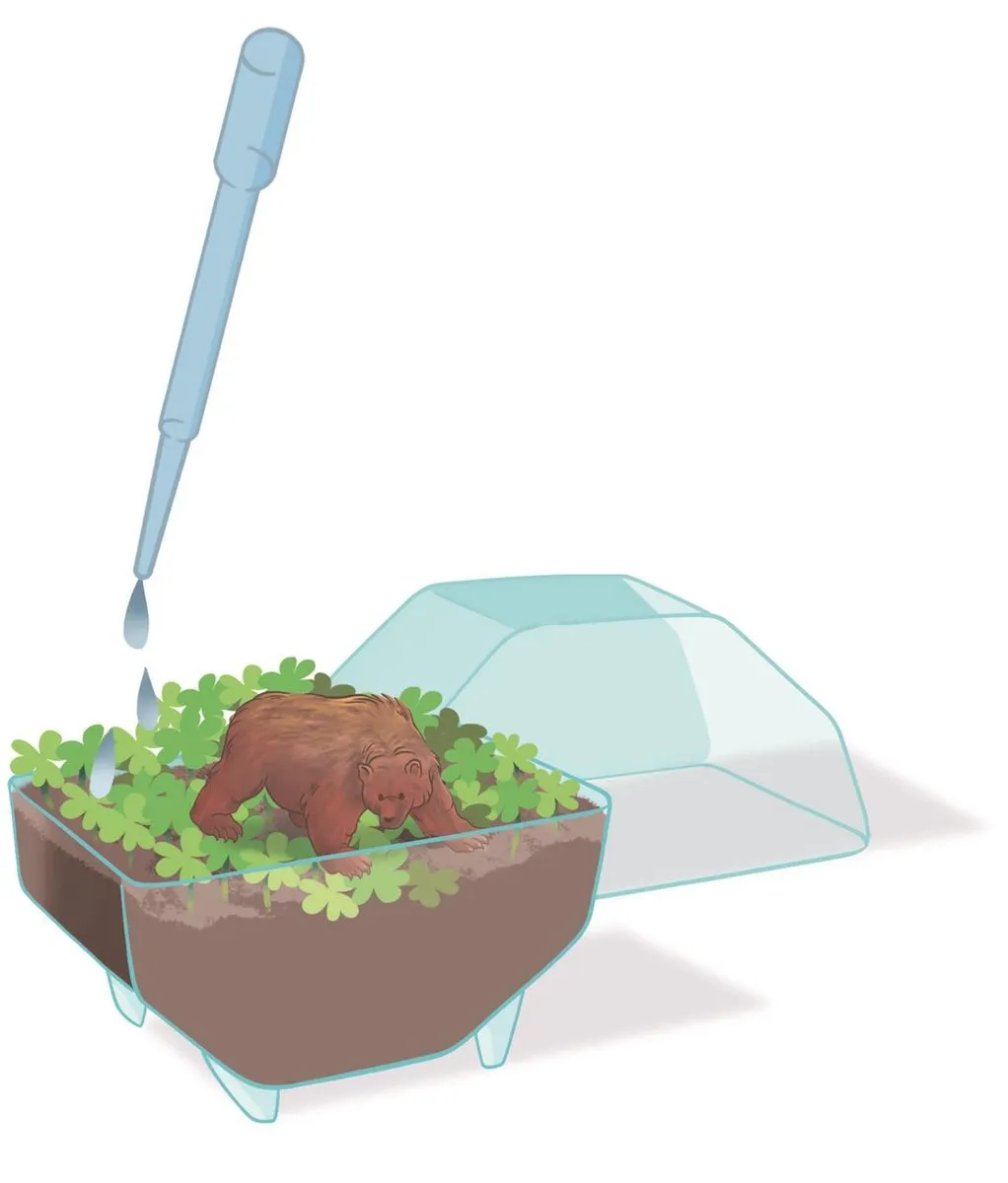 Clementoni Mini-Terrarium Beer - afbeelding 4 van 6