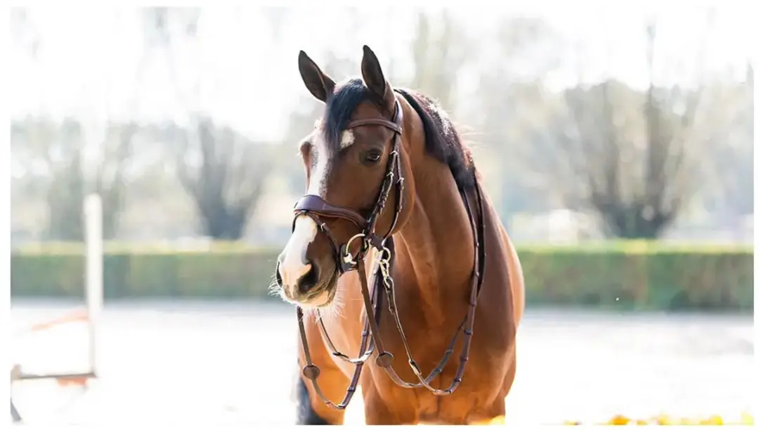 Anatomisch ruiterbit Trust Falsterbo T-Motion