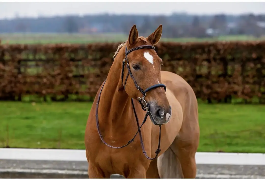 Anatomisch ruiterbit Trust Hickstead Hackamore