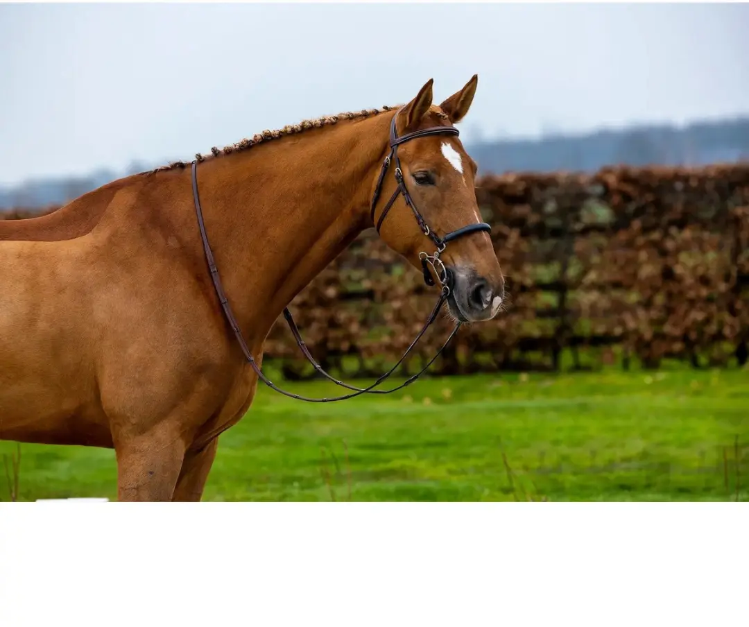 Anatomisch ruiterbit Trust Hickstead Hackamore