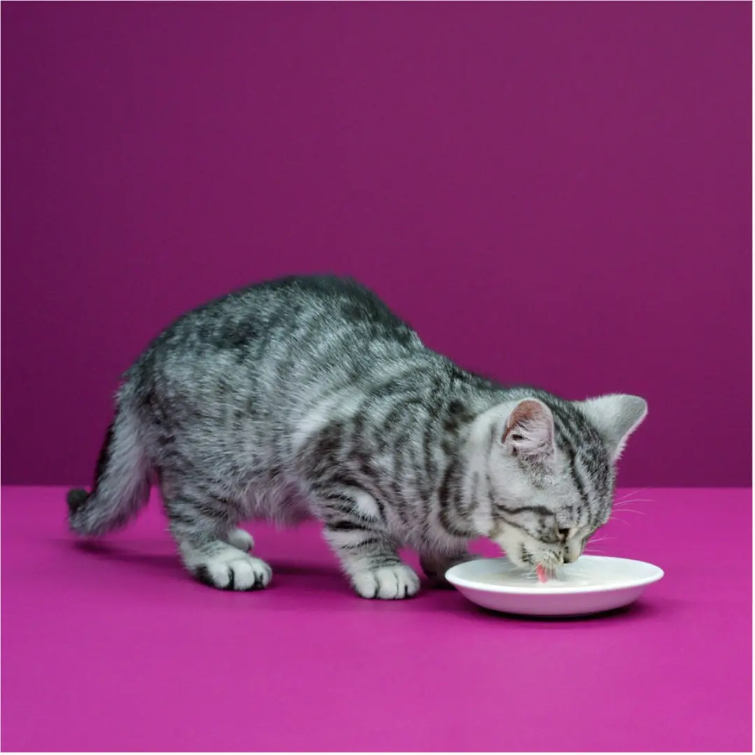 Whiskas Cat Milk 200ml - afbeelding 6 van 6