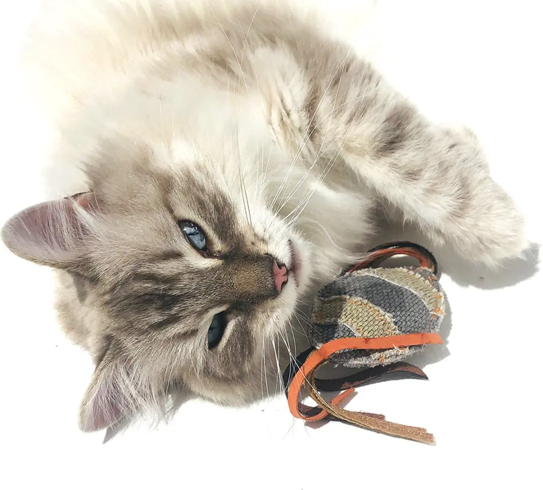 DuvoPlus Kat Rugby Canvas 25x6x2,5cm - Grijs