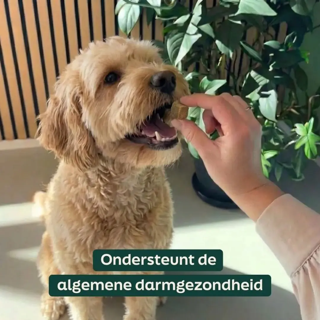 Wooof Anaalklieren Probitioca Chews - 60 Stuks