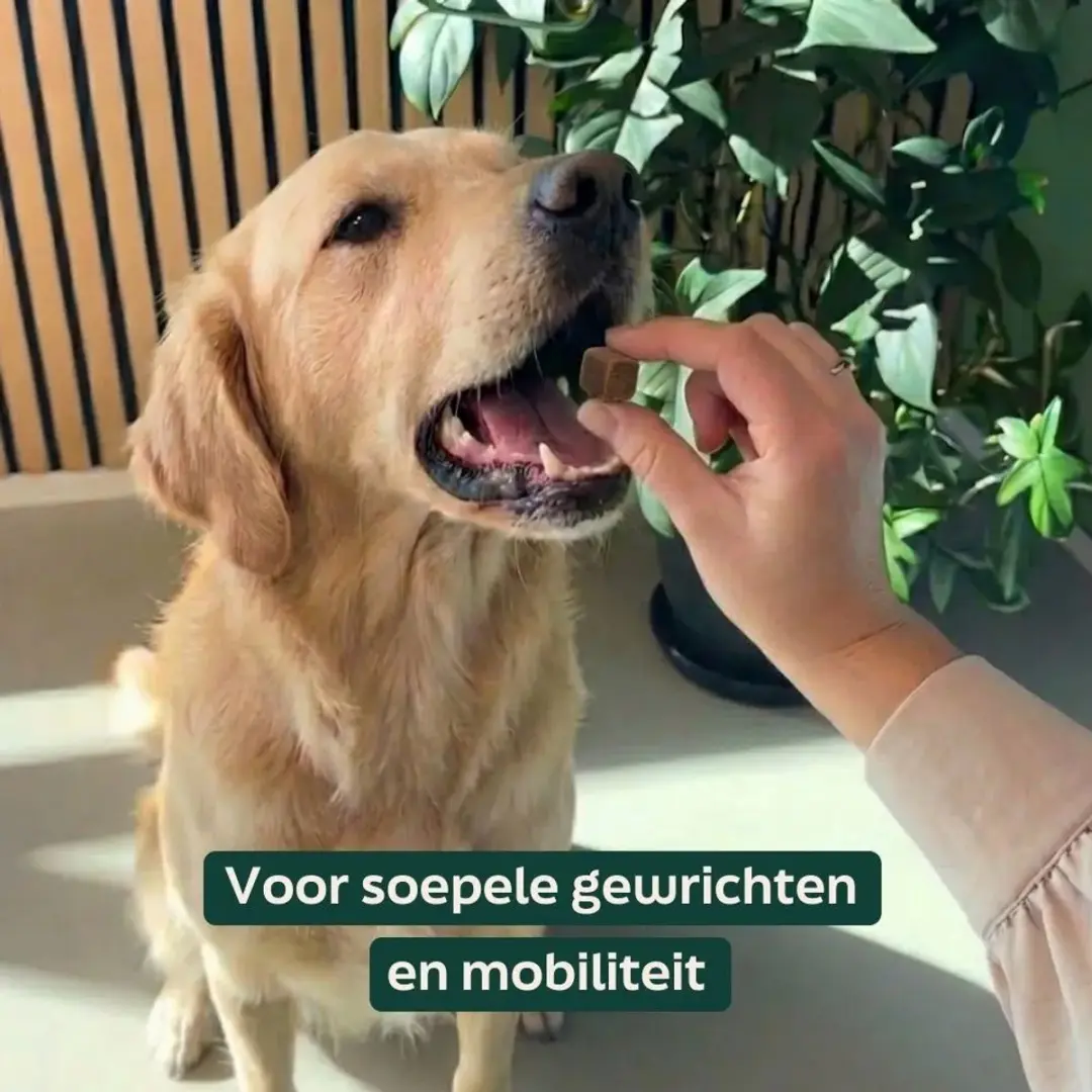 Wooof Gewrichten Honden Chews - MSM & Glucosamine 60 Stuks