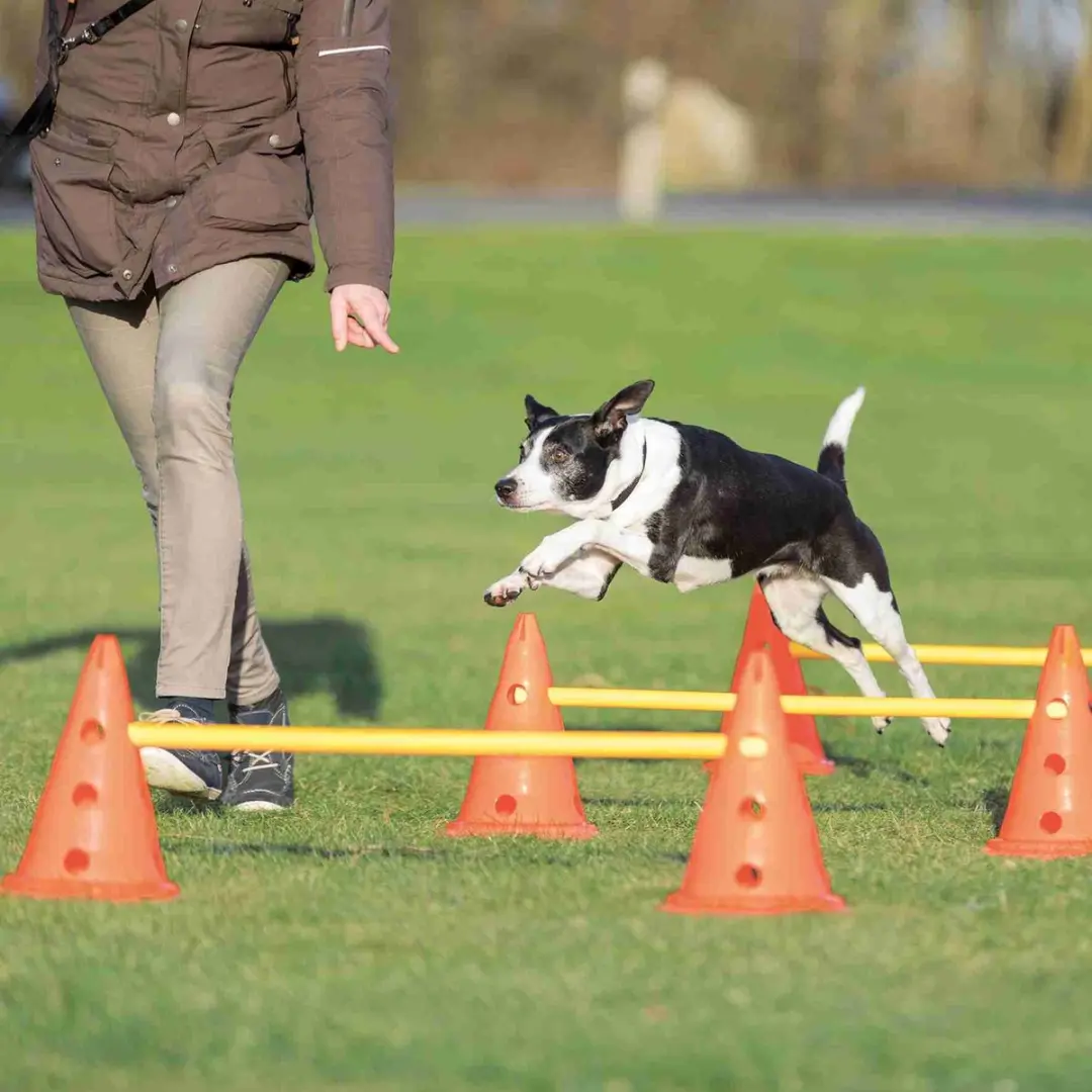 Trixie Dog Activity Hordenset - 2 Stuks