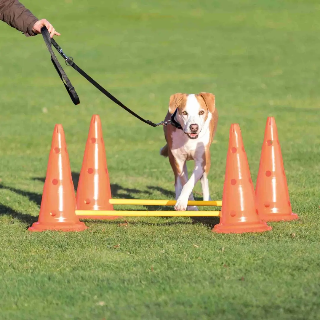 Trixie Dog Activity Hordenset - 2 Stuks