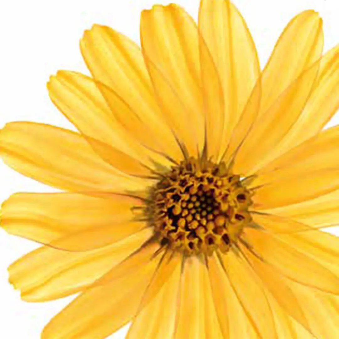 Kneipp Arnica Badolie 100ml - 20 Stuks