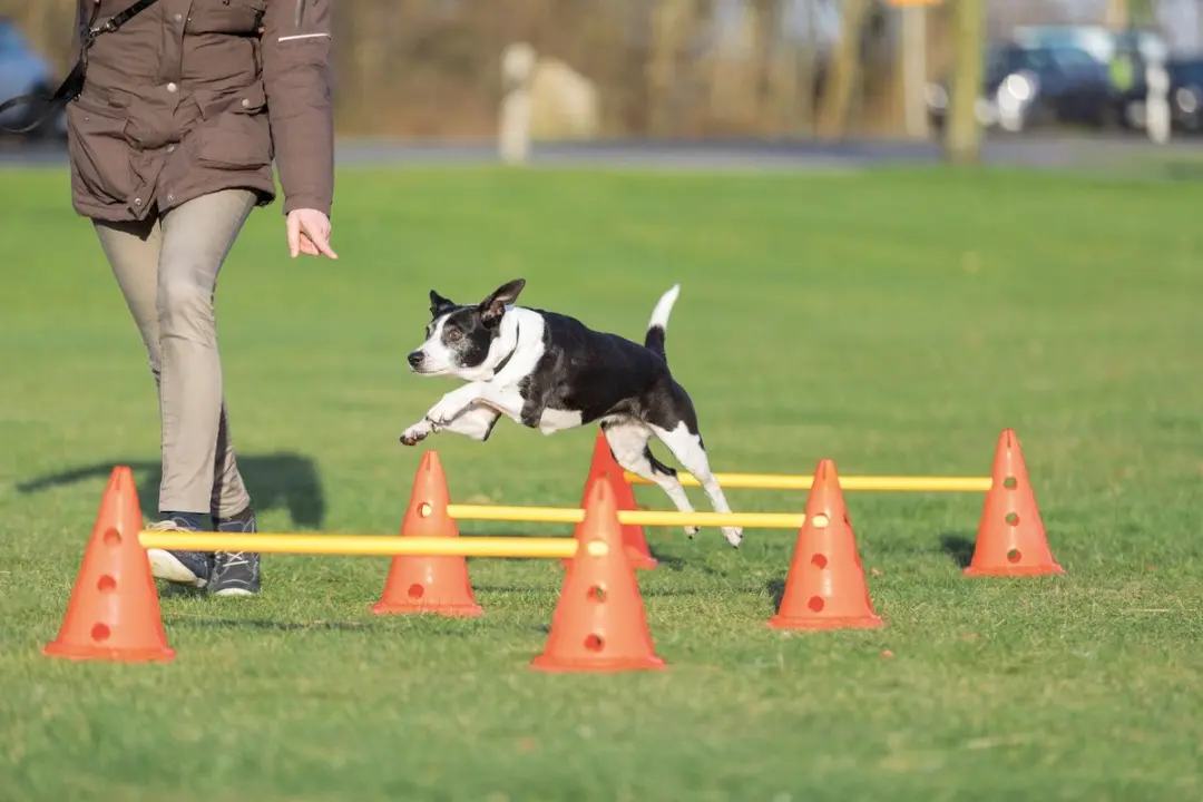 Trixie Dog Activity Hordenset - 3 Stuks - Oranje/Geel